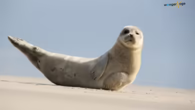 Wohlfühlinsel Wangerooge. Bild: .wangerooge.de