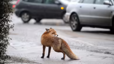 Ein Fuchs Auf Einem Bürgersteig