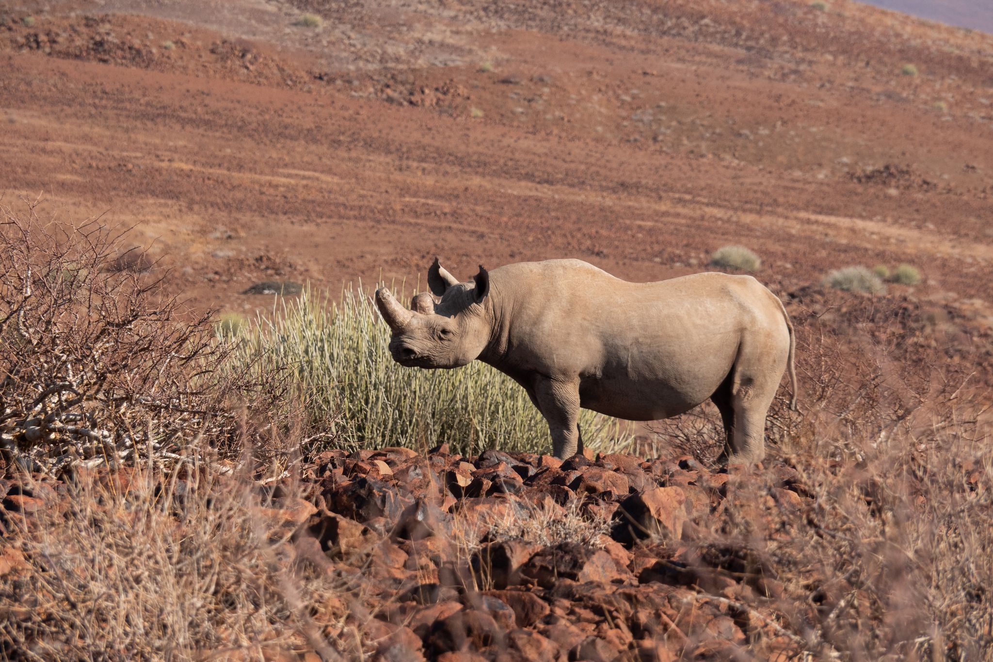 Spitzmaulnashorn In Namibia