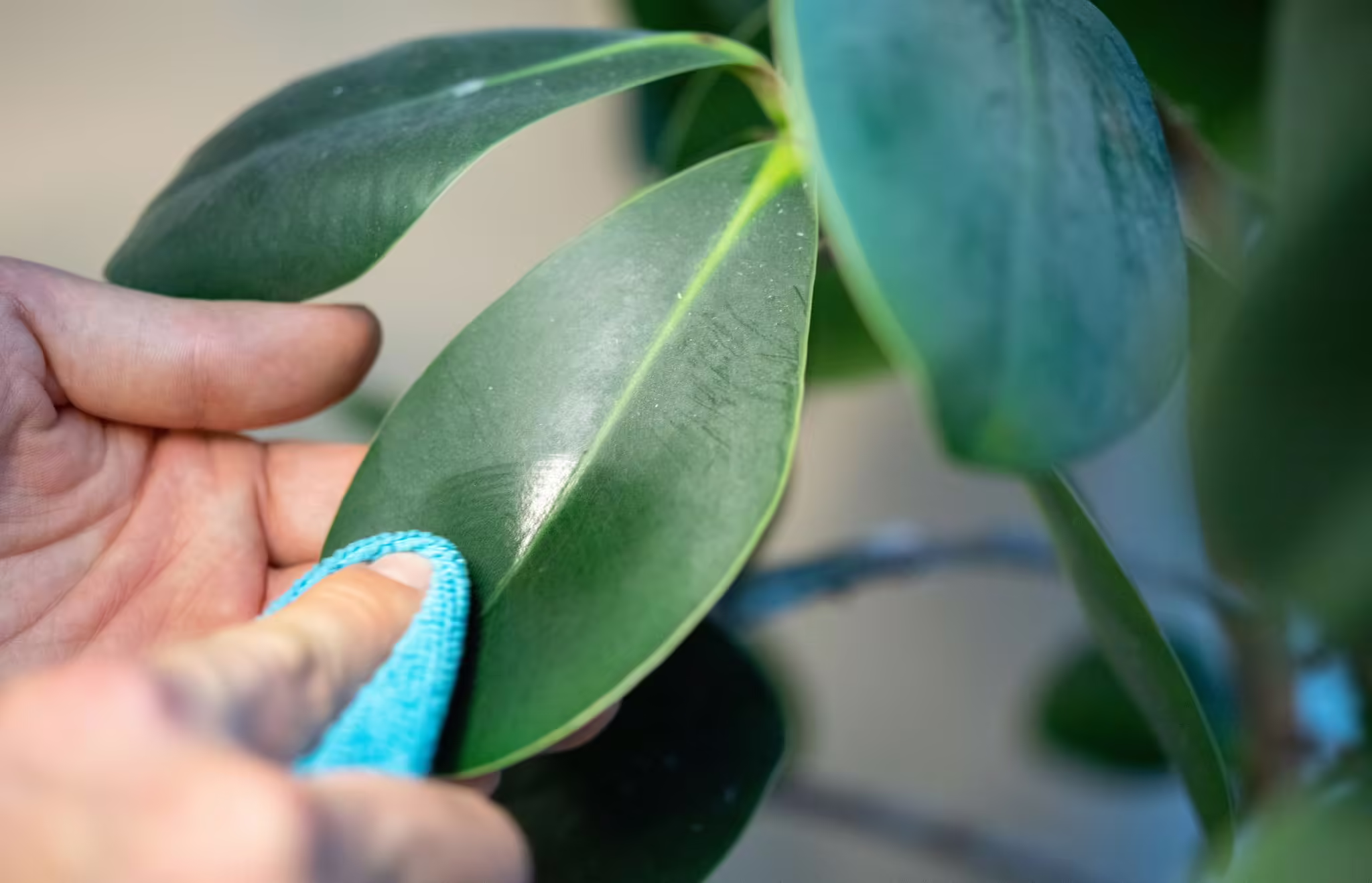 Blatt Wird Abgestaubt