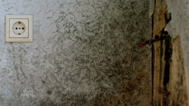 Von Schimmel Befallene Wand Einer Wohnung