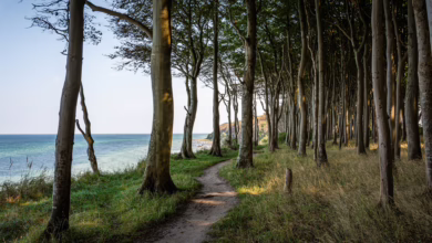 Idyllischer Wanderweg auf Rügen. Bild: Pixabay/Seaq68