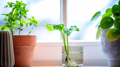 Eine Mini Monstera In Einem Wasserglas