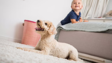 Kleinkind Und Hund