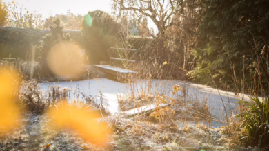 Ein Garten Im Winter