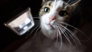 Eine Katze Sitzt Vor Der Katzenklappe