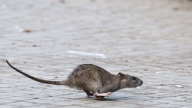 Ratte Läuft über Einen Weg