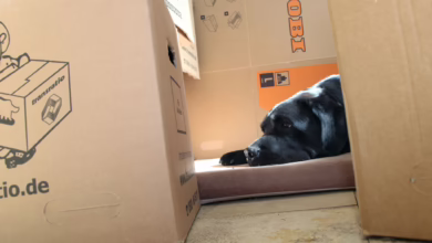 Ein Hund Liegt Inmitten Von Umzugskartons