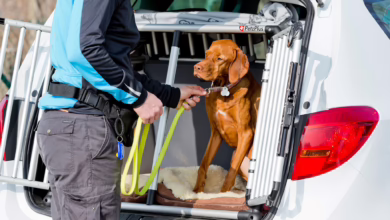 Ein Vizsla Sitzt In Einer Transportbox Im Kofferraum Des Autos