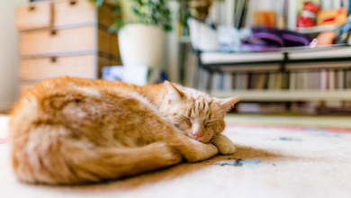 Katze Schläft An Einem Sonnigen Platz Auf Dem Teppich