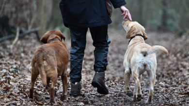 Eine Frau Geht Mit Ihren Hunden Spazieren