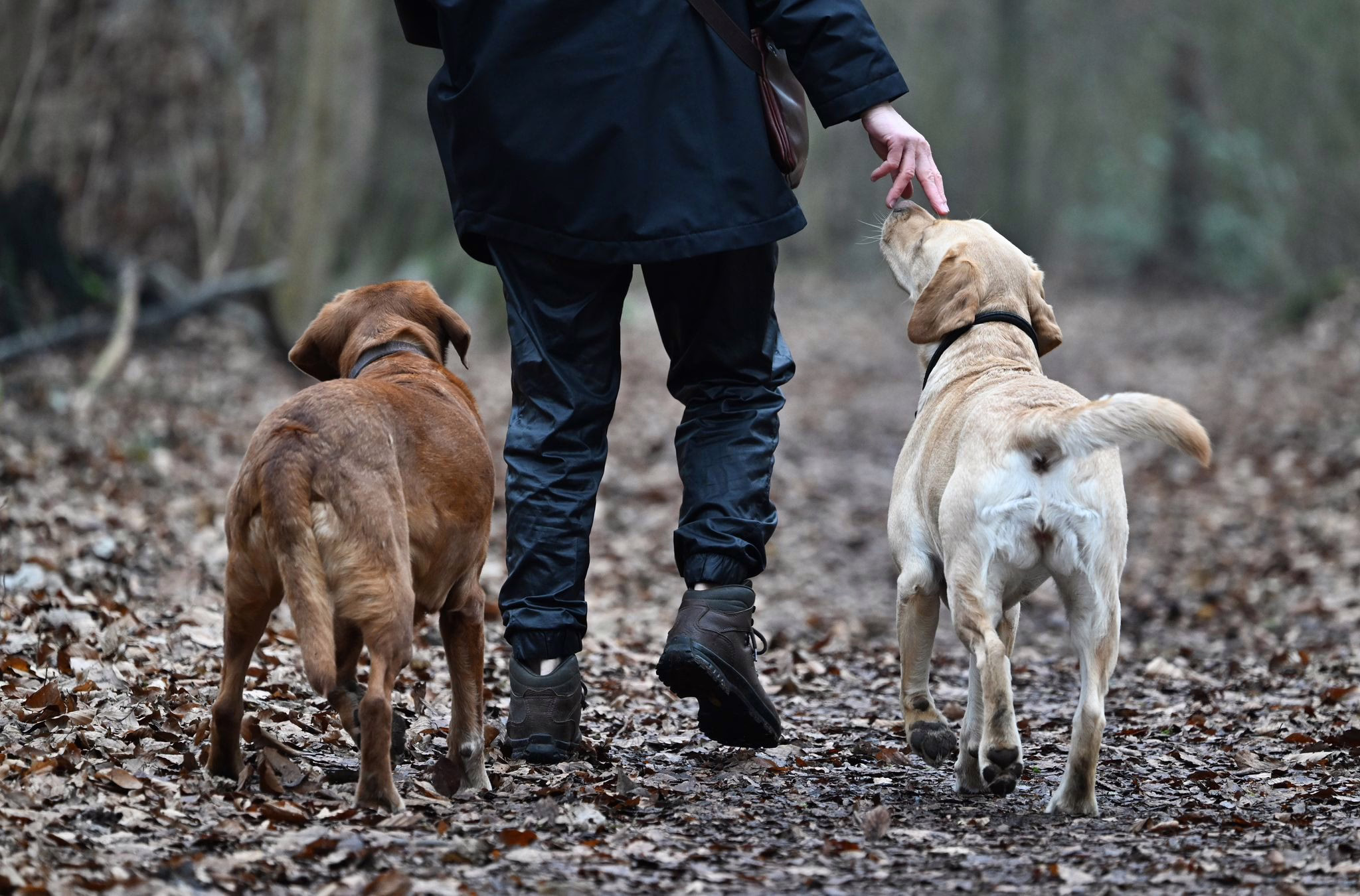 Eine Frau Geht Mit Ihren Hunden Spazieren