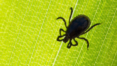 Zecke Auf Einem Blatt Im Garten