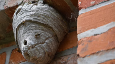 Ein Wespennest Hängt An Einem Mauervorsprung