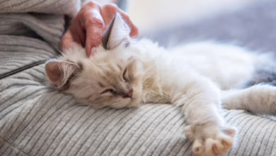 Eine Frau Streichelt Eine Katze