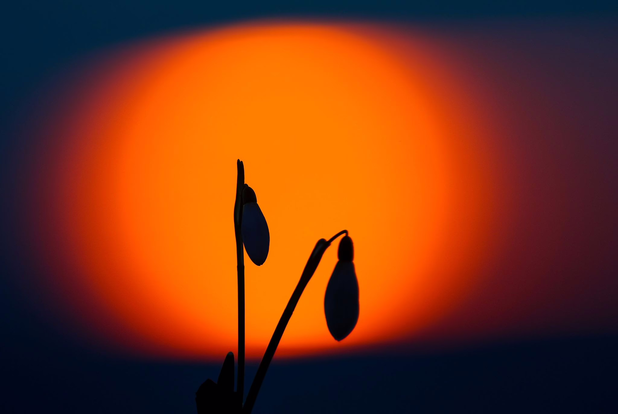 Schneeglöckchen Im Sonnenaufgang