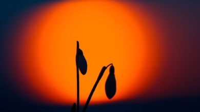 Schneeglöckchen Im Sonnenaufgang