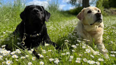 Zwei Labradore Liegen Nebeneinander Auf Einer Wiese