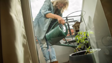 Frau Gießt Tomatenpflanze Auf Dem Balkon