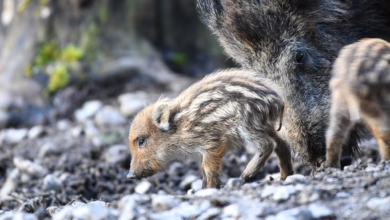 Frischlinge Im Wildgehege