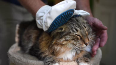 Mann Bürstet Norwegische Waldkatze Mit Fellpflegehandschuh