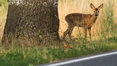 Reh Steht Am Straßenrand