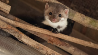 Steinmarder Im Otterzentrum Hankensbüttel