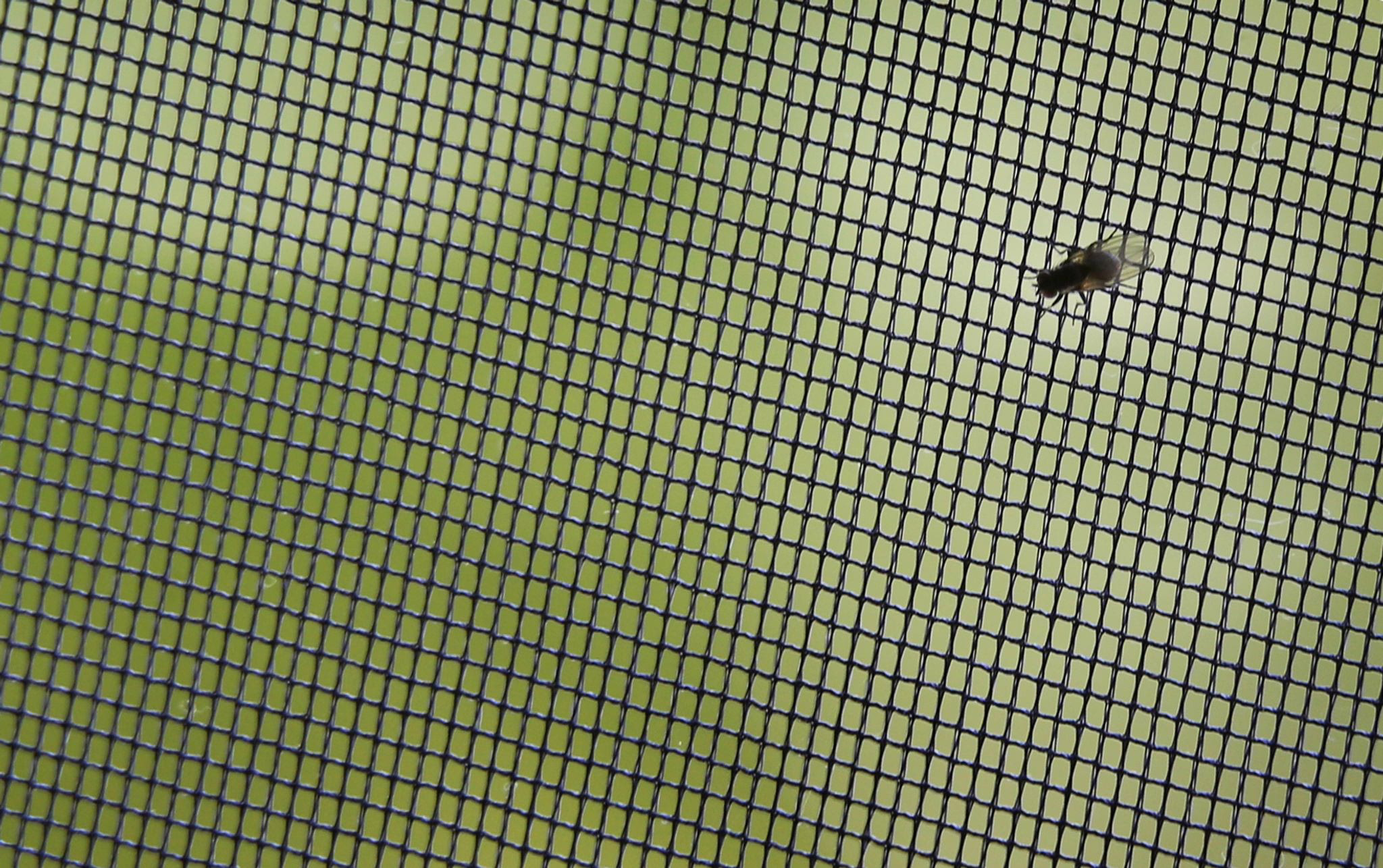 Fliegengitter An Einem Fenster