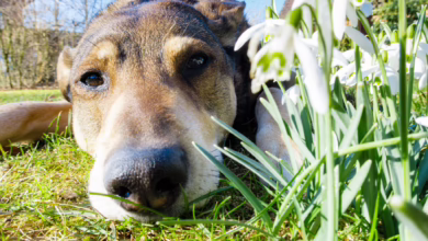 Hund Liegt Im Frühling Auf Einer Wiese Neben Schneeglöckchen