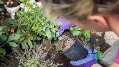 Eine Frau Pflanzt Löwenmäulchen In Ihrem Garten