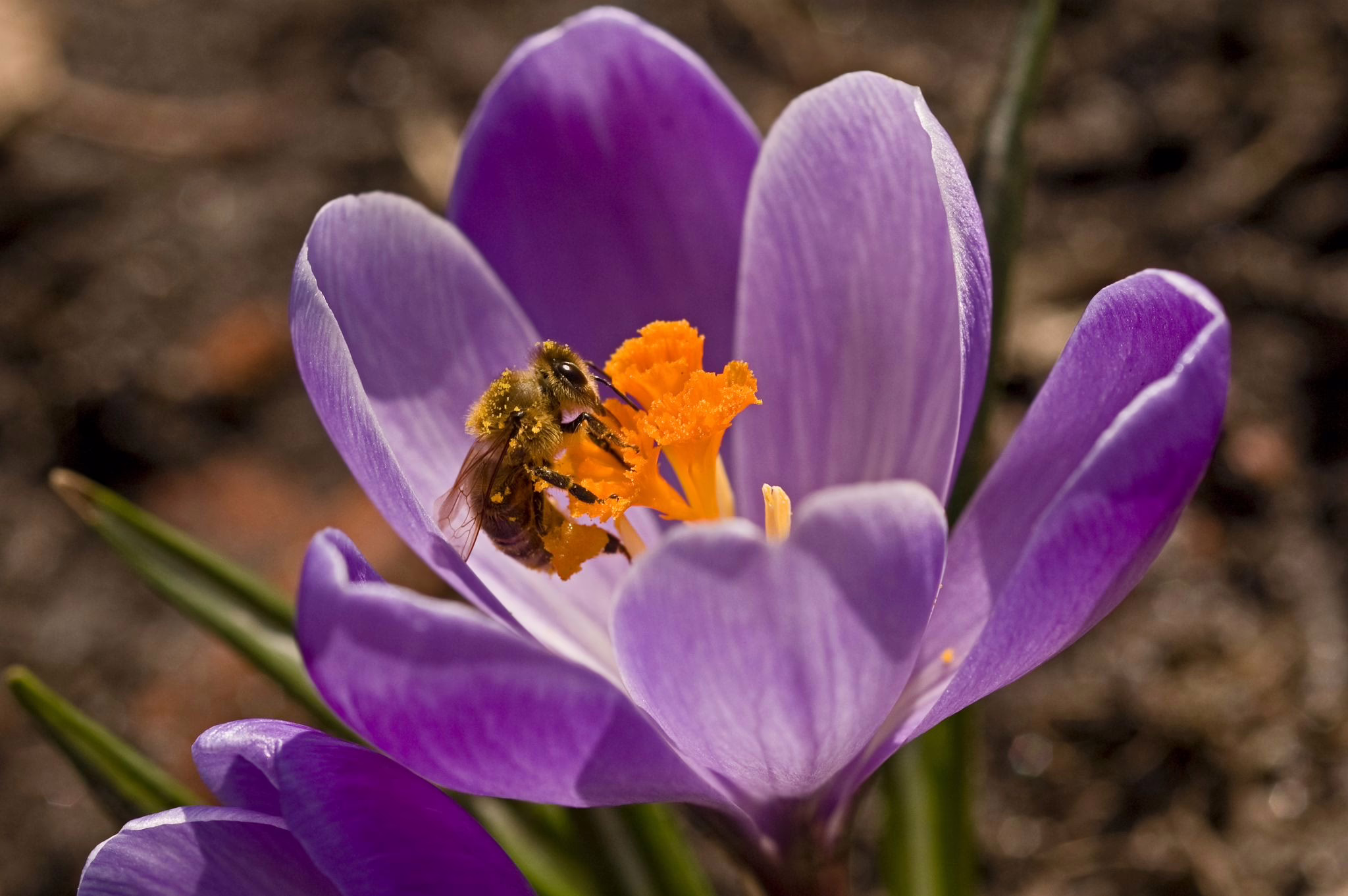 Biene Sitzt Auf Einer Krokusblüte