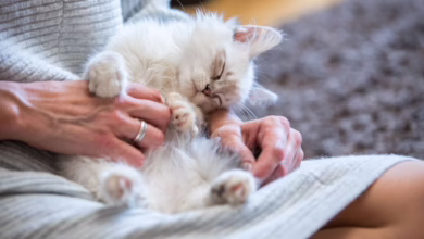 Frau Streichelt Eine Katze