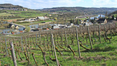 Weinberg Und Moselbrücke