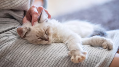Eine Frau Kuschelt Mit Einer Katze