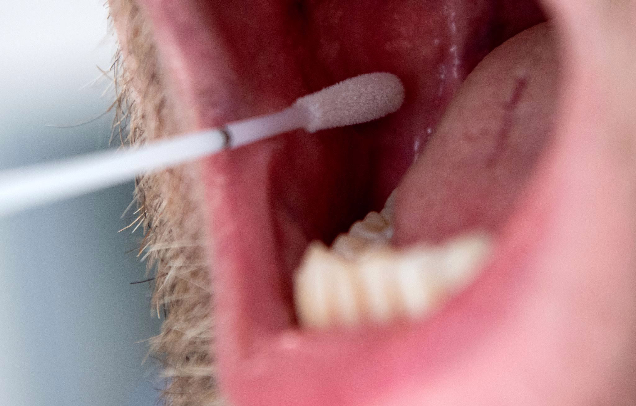Dna Test Zur Ahnenforschung