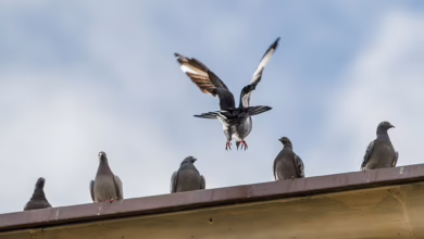 Tauben Sitzen Auf Dem Dach Eines Hauses