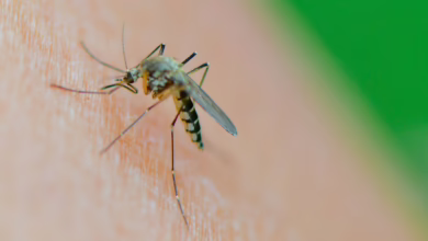 Mücke Der Art Aedes Vexans Saugt Blut Am Arm Einer Frau