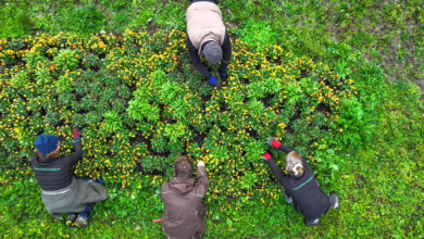 Vier Gärtner Setzen Blumenzwiebeln