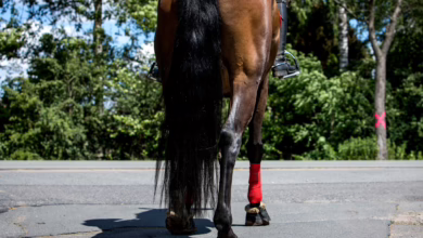 Eine Reiterin Auf Einem Pferd An Einer Strßenkreuzung