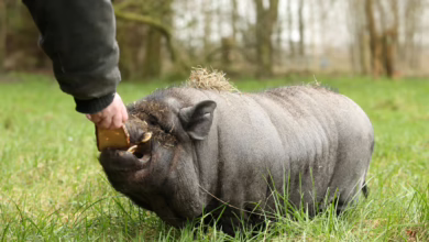Eine Frau Füttert Ein Mini Schwein