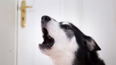 Hund Allein Zu Hause