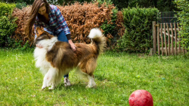 Eine Frau Spielt Mit Einem Hund In Einem Garten