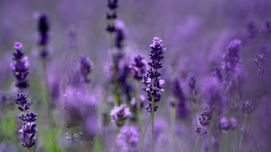 Lavendel In Einem Garten