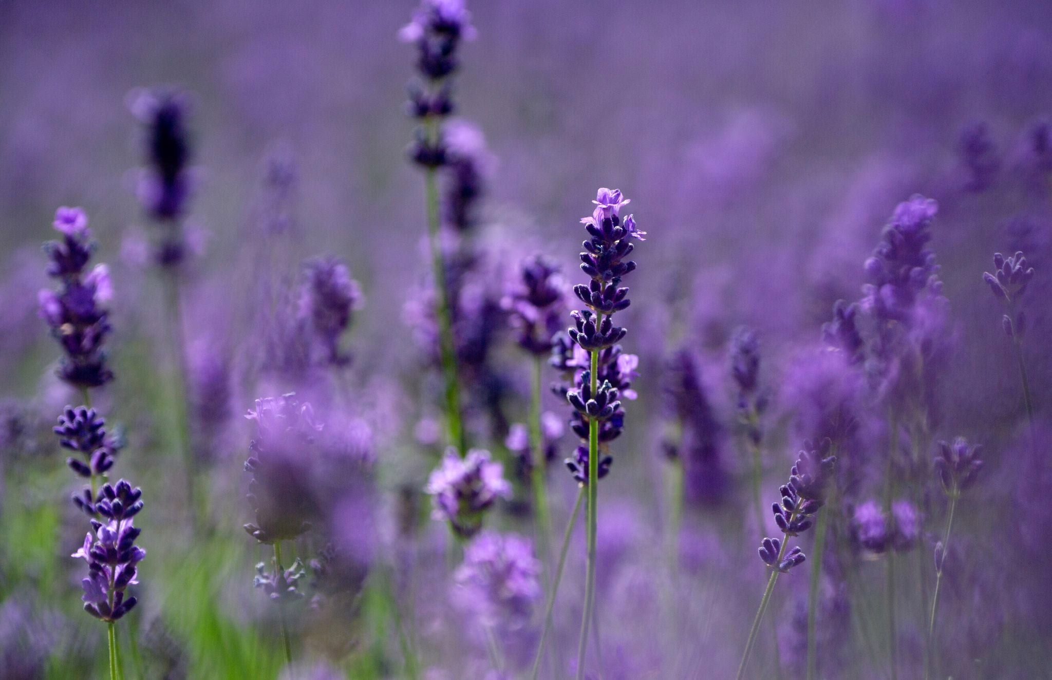 Lavendel In Einem Garten