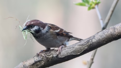 Feldsperling Mit Nistmaterial