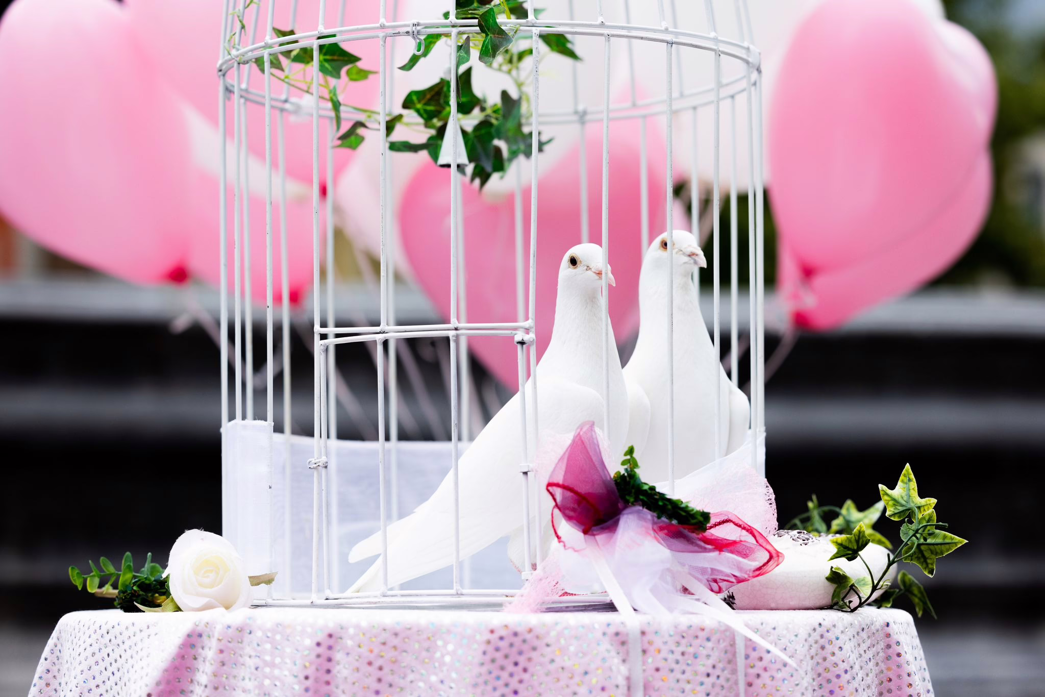Weiße Tauben Für Hochzeit