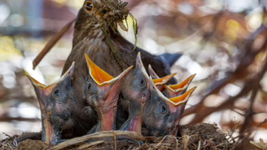 Eine Amsel Sitzt Mit Ihren Küken In Einem Nest