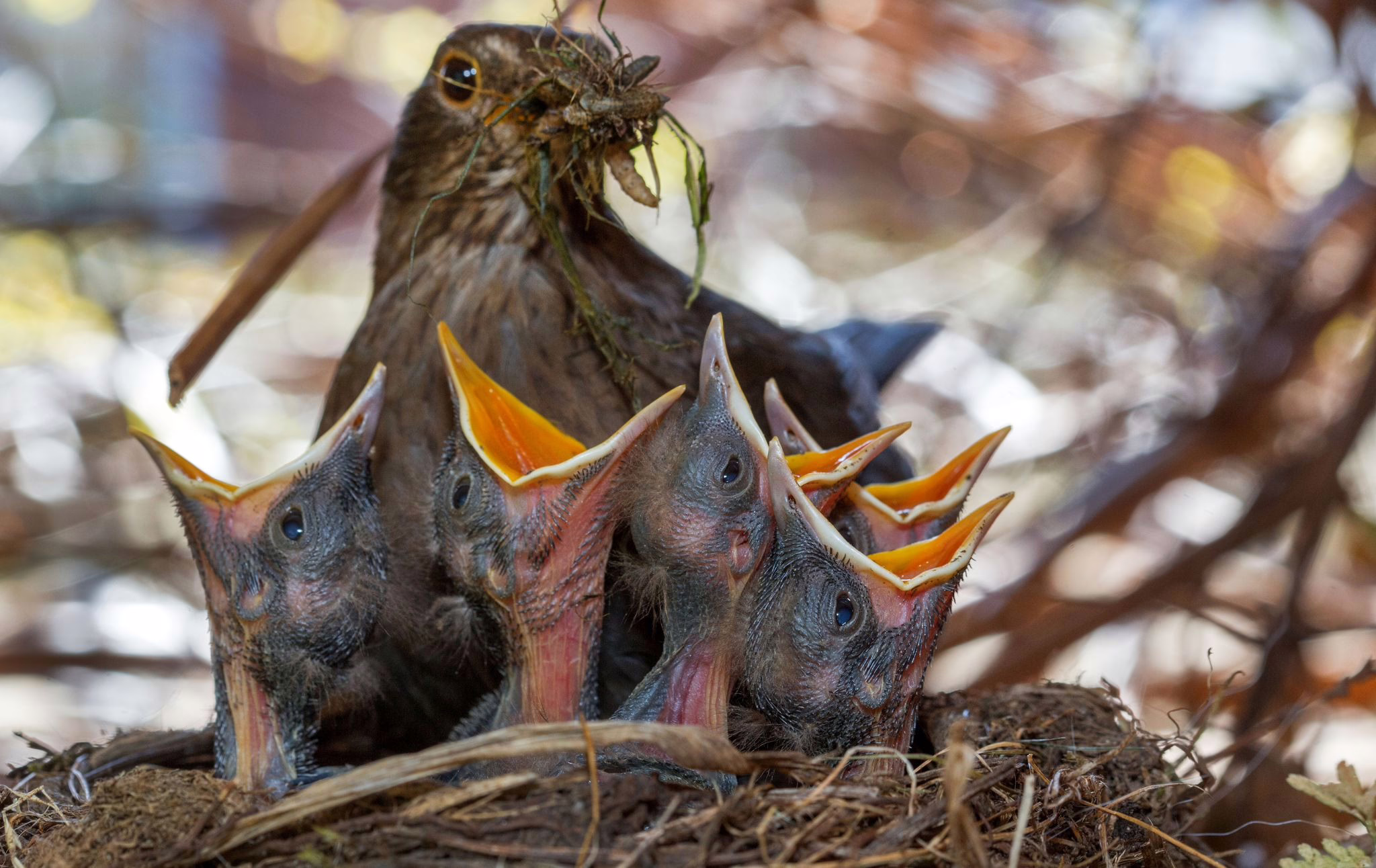 Eine Amsel Sitzt Mit Ihren Küken In Einem Nest