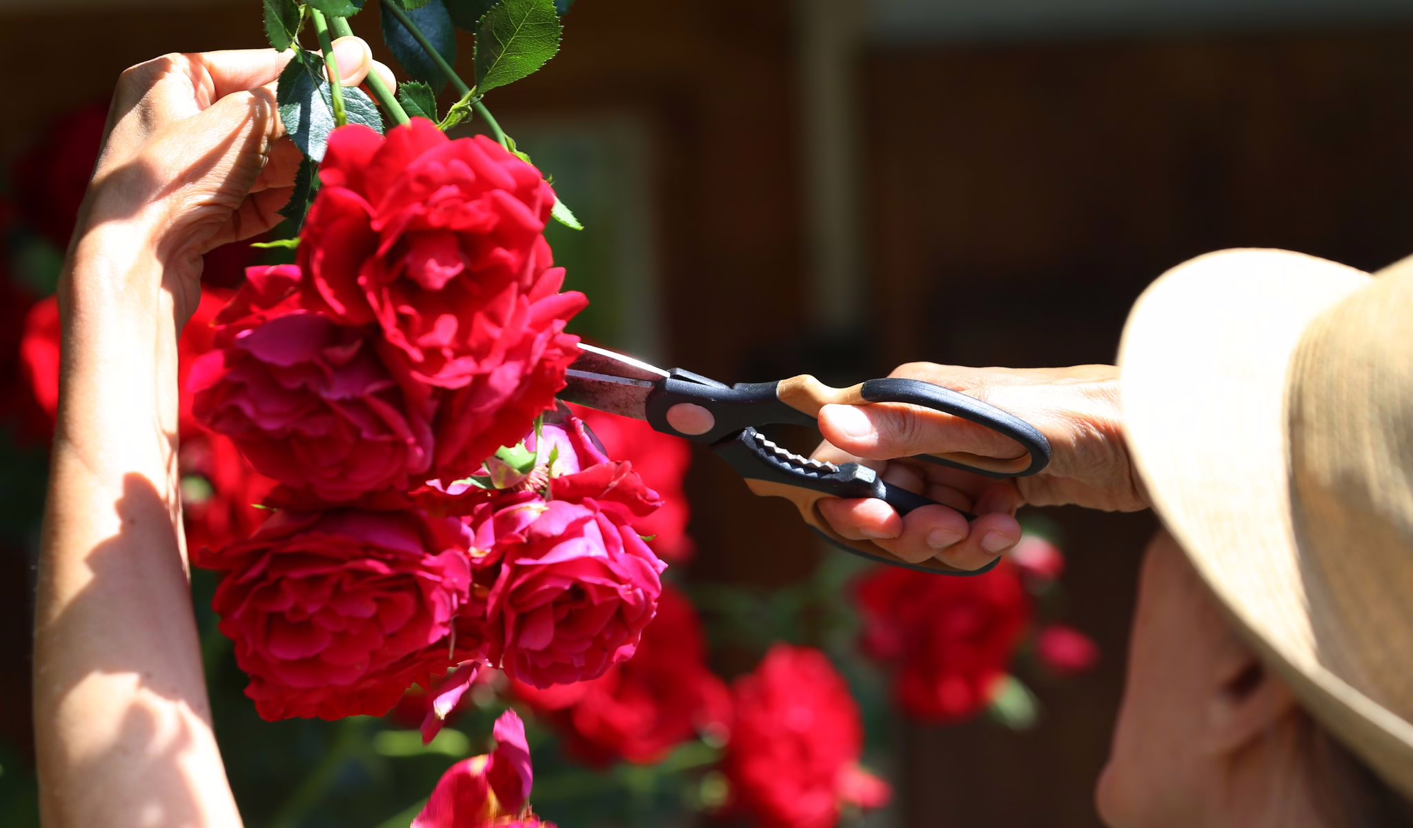 Ein Mann Schneidet Blüten An Einem Rosenstrauch Ab