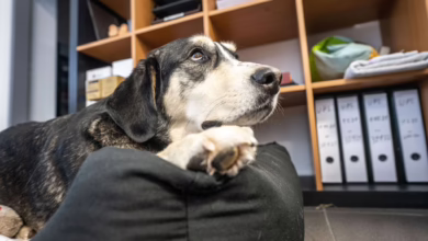 Hund Liegt In Einem Büro Auf Seiner Decke